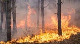Stato di massima pericolosità per incendi boschivi